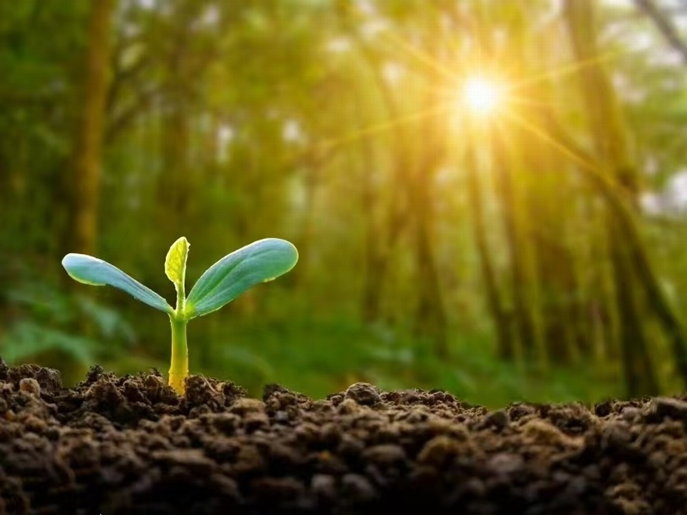 春日向暖 與夢同進