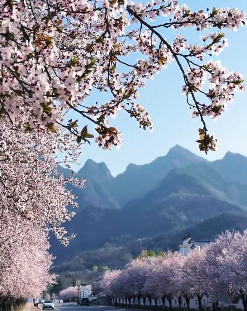 邂逅春櫻,期許四季