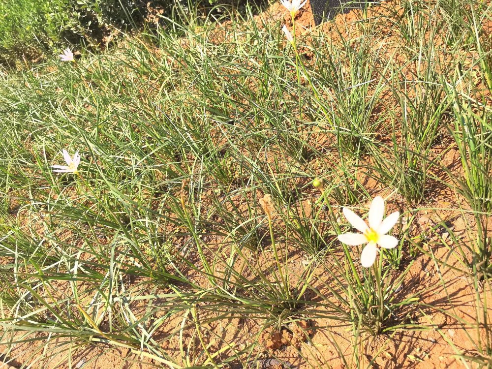 電廠花開時(shí)，奮斗自成章