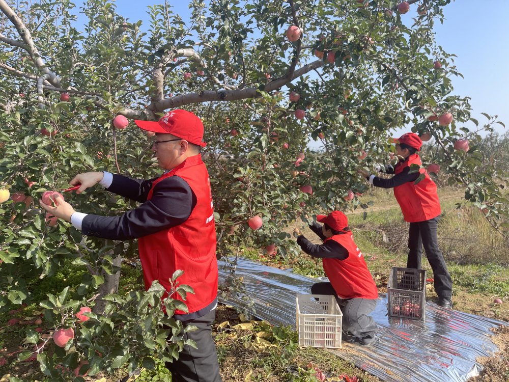 陜煤建設(shè)澄合分公司機(jī)關(guān)黨支部：黨員助農(nóng)采摘忙 蘋果園里踐初心